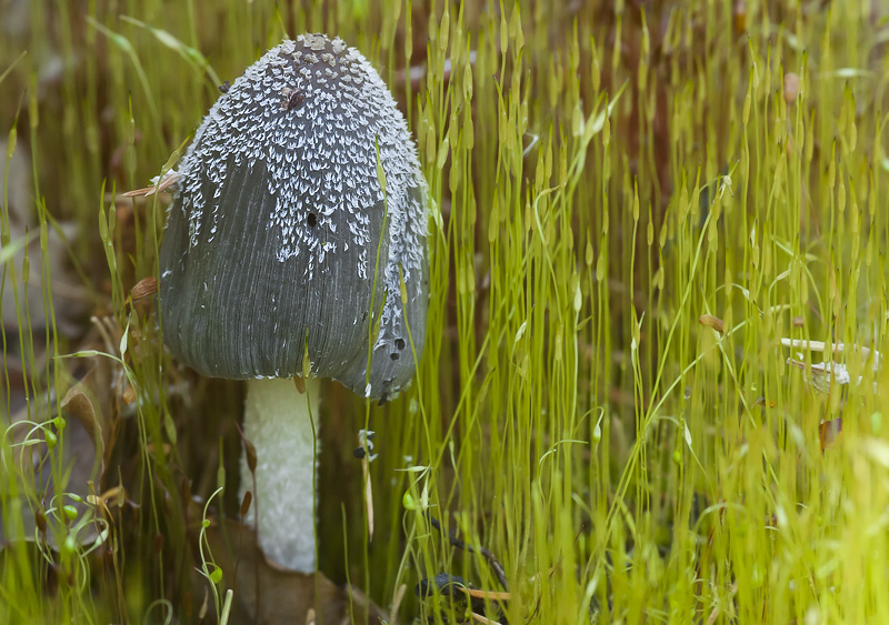 Coprinopsis lagopides